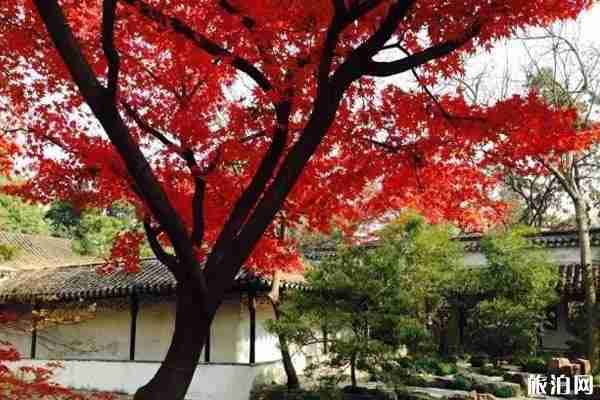 江浙赏枫叶地点推荐+门票