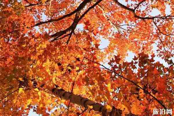 江浙赏枫叶地点推荐+门票