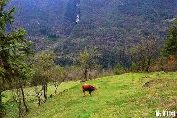 恩施鹿院坪好玩吗 鹿院坪门票多少钱 恩施鹿院坪好玩吗 鹿院坪门票多少钱