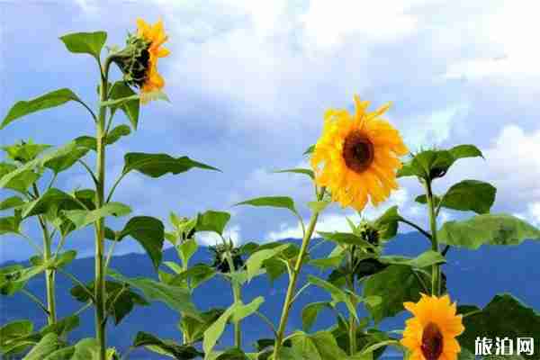 麗江網(wǎng)紅打卡景點有哪些