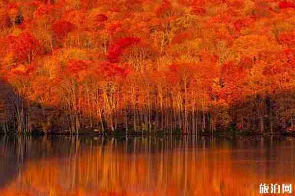 2019日本东北地区的红叶最佳观赏时间+地点推荐