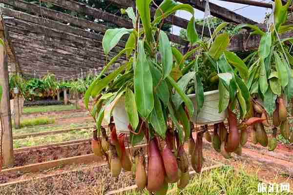 湛江南亚热带植物园有什么好玩的 参观攻略