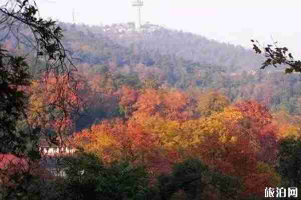 岳麓山枫叶什么时候红 岳麓山枫叶观赏地点攻略 岳麓山枫叶什么时候红 岳麓山枫叶观赏地点攻略