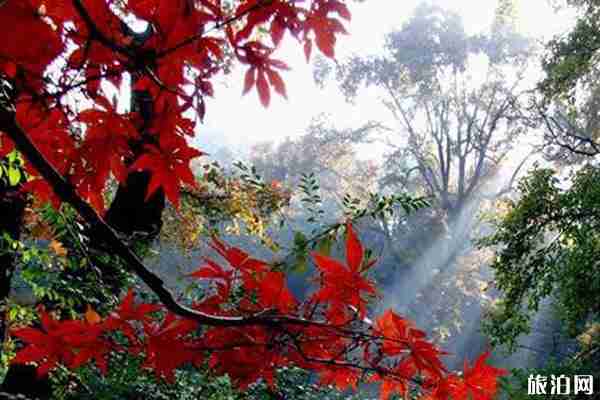岳麓山枫叶什么时候红 岳麓山枫叶观赏地点攻略 岳麓山枫叶什么时候红 岳麓山枫叶观赏地点攻略