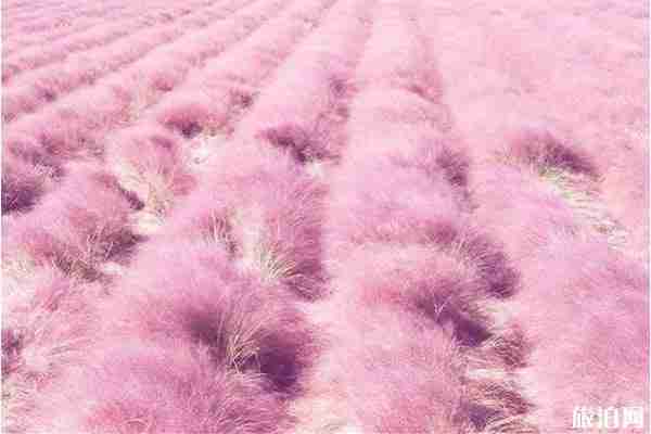 广东粉黛乱子草地点推荐 广东粉黛乱子草地点推荐