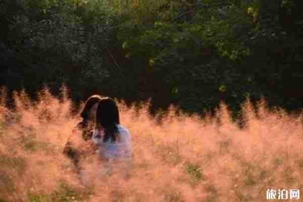 广东粉黛乱子草地点推荐