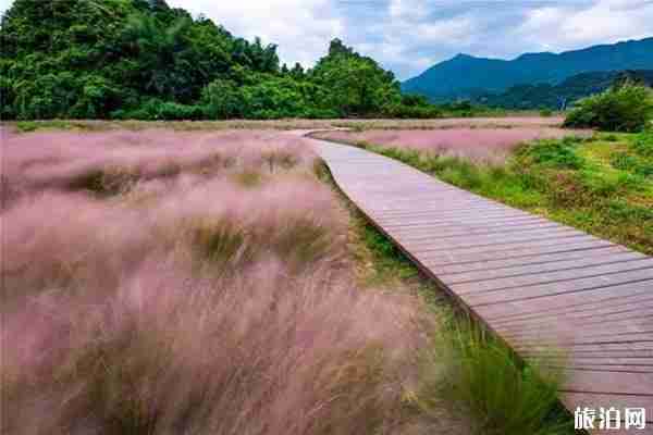广东粉黛乱子草地点推荐 广东粉黛乱子草地点推荐