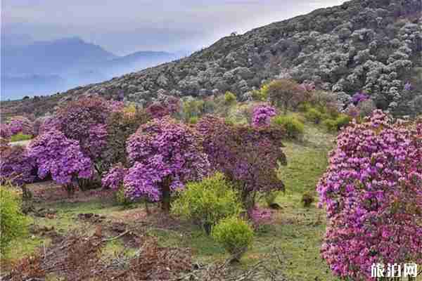云南鶴慶有什么好玩的 景點(diǎn)推薦
