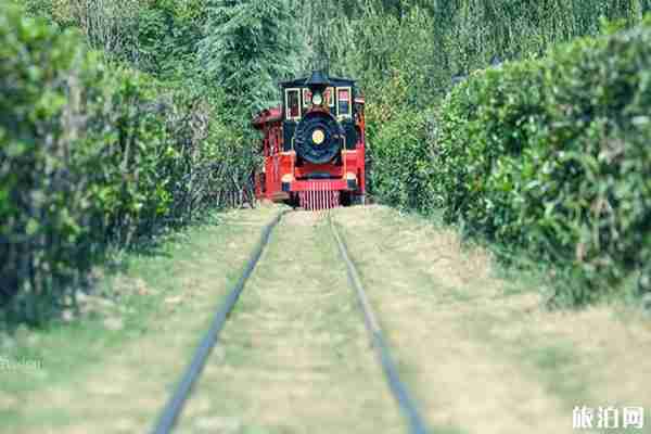 南京粉黛亂子草在哪看