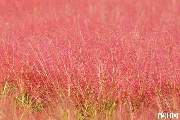 南京粉黛亂子草在哪看 南京粉黛亂子草在哪看