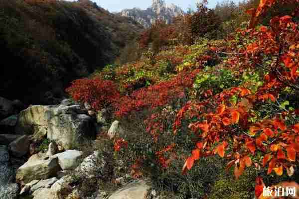 秦皇島賞楓葉去哪里