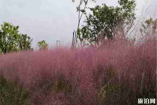 安順虹山湖公園有粉黛亂子草嗎 地點(diǎn)+有什么好玩的 安順虹山湖公園有粉黛亂子草嗎 地點(diǎn)+有什么好玩的
