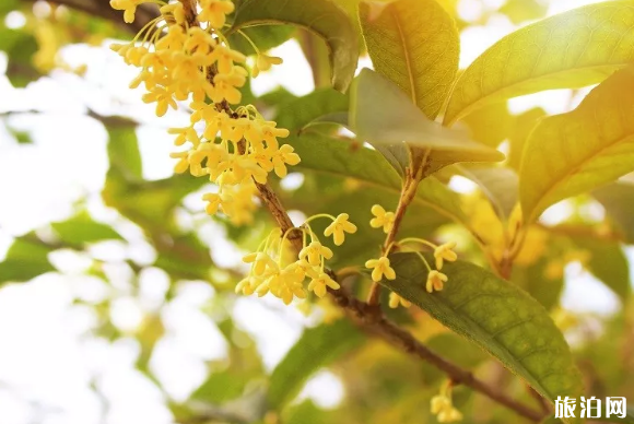 重慶桂花賞花地點推薦