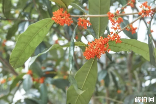 重慶桂花賞花地點推薦