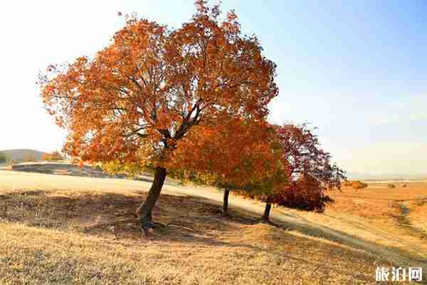 代欽塔拉有什么好玩的