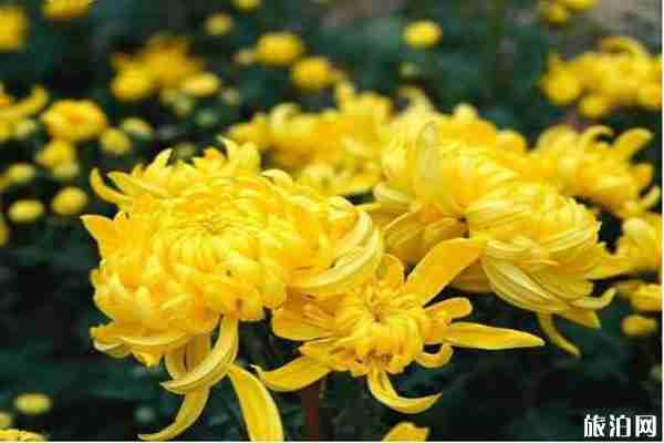 2019河南菊花節在哪個城市+是什么時候+亮點 2019河南菊花節在哪個城市+是什么時候+亮點