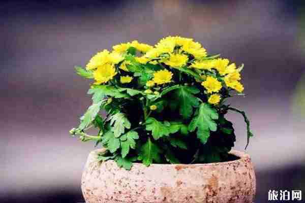 2019河南菊花節在哪個城市+是什么時候+亮點 2019河南菊花節在哪個城市+是什么時候+亮點