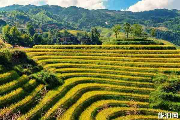 重慶秋天周邊哪里好玩 重慶秋秋季周邊景點推薦