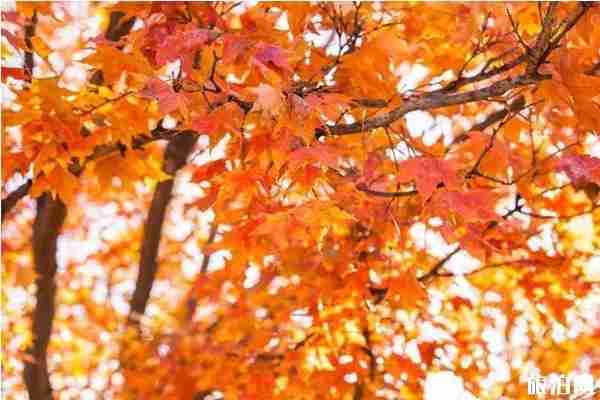 成都周邊紅葉景點有哪些