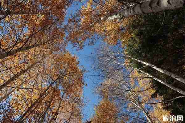 禾木村有什么好玩的 禾木村有什么好玩的