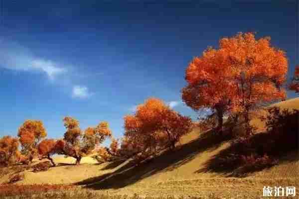 新疆有哪些秋季绝美胡杨林 新疆有哪些秋季绝美胡杨林