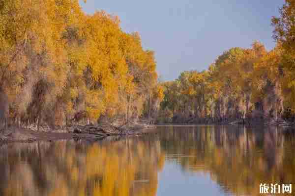 塔里木胡杨林最佳参观时间是什么时候 塔里木胡杨林最佳参观时间是什么时候