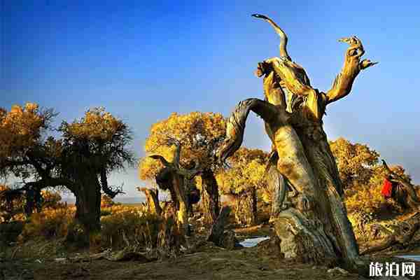 新疆有哪些秋季绝美胡杨林 新疆有哪些秋季绝美胡杨林