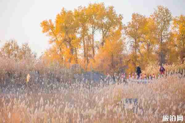 塔里木胡杨林最佳参观时间是什么时候 塔里木胡杨林最佳参观时间是什么时候