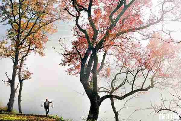 浙江红叶哪里最好看 浙江红叶哪里最好看