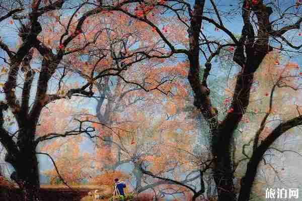 浙江红叶哪里最好看 浙江红叶哪里最好看