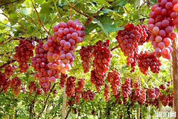 吐鲁番三日游玩攻略 线路绘规划 吐鲁番三日游玩攻略 线路绘规划