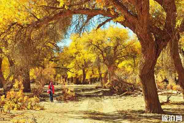 怎么去额济纳旗最方便 怎么去额济纳旗最方便