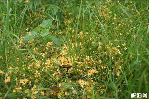 成都桂花最多的地方推薦 成都桂花最多的地方推薦