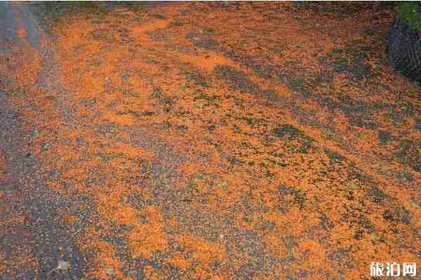 成都桂花最多的地方推薦 成都桂花最多的地方推薦