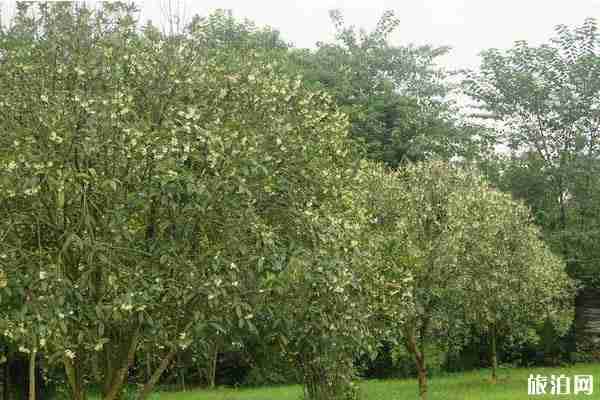 成都桂花最多的地方推薦 成都桂花最多的地方推薦