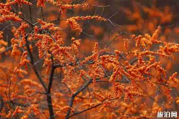 世界旅游日五台山免费吗+旅游攻略 世界旅游日五台山免费吗+旅游攻略