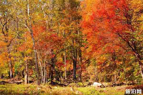 长春红叶谷最佳参观时间+交通信息 长春红叶谷最佳参观时间+交通信息