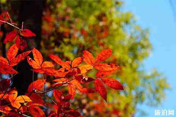 长春红叶谷最佳参观时间+交通信息 长春红叶谷最佳参观时间+交通信息
