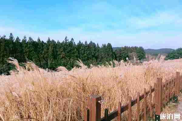 济州岛网红打卡地推荐