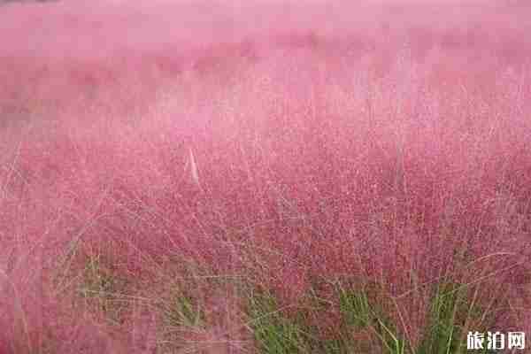 十一去绵竹清平童话小镇萤飞谷好玩吗