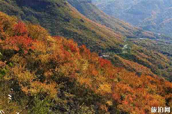 門頭溝妙峰山觀賞紅葉的最佳時間+門票價格 門頭溝妙峰山觀賞紅葉的最佳時間+門票價格