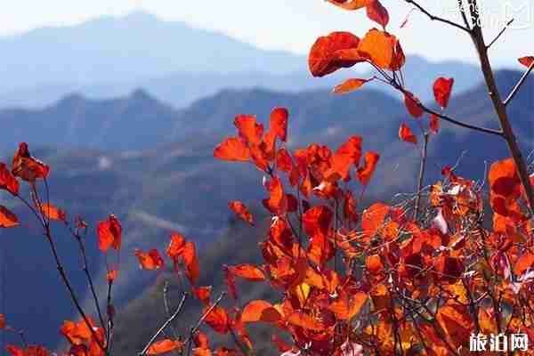 門頭溝妙峰山觀賞紅葉的最佳時間+門票價格 門頭溝妙峰山觀賞紅葉的最佳時間+門票價格