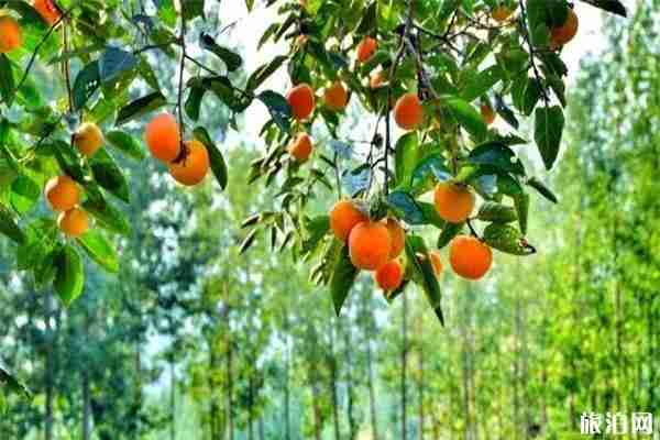 鄭州周邊自駕賞秋地點推薦 鄭州秋天去哪里玩