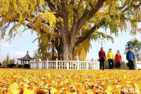 山東銀杏觀賞地方推薦 山東銀杏觀賞地方推薦