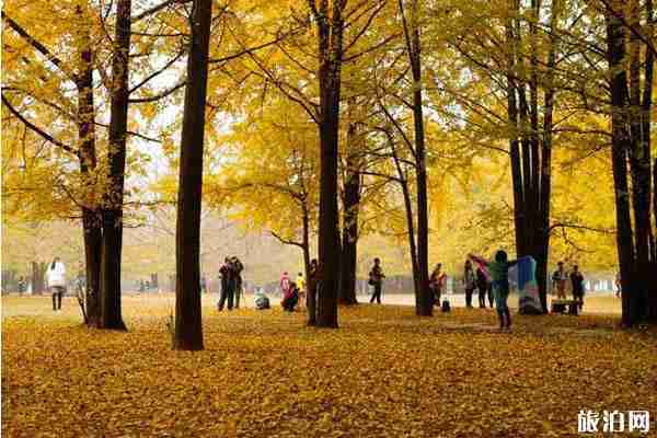 山東銀杏觀賞地方推薦 山東銀杏觀賞地方推薦