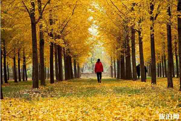 山東銀杏觀賞地方推薦 山東銀杏觀賞地方推薦