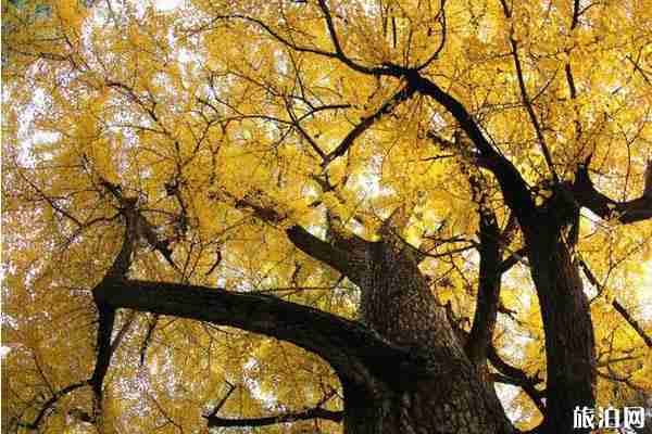 山東銀杏觀賞地方推薦 山東銀杏觀賞地方推薦