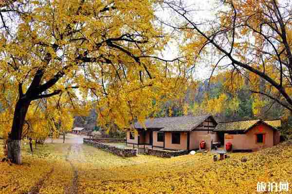 山東銀杏觀賞地方推薦 山東銀杏觀賞地方推薦
