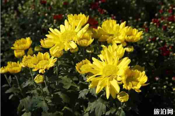 2019西昌邛海濕地菊花展時間+地點+交通+介紹 2019西昌邛海濕地菊花展時間+地點+交通+介紹