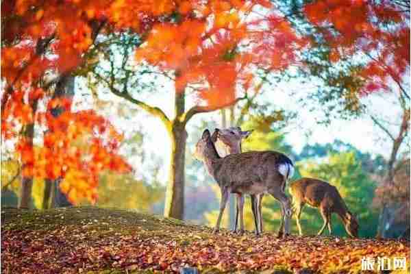成都雙流哪里可以看紅葉的地方推薦